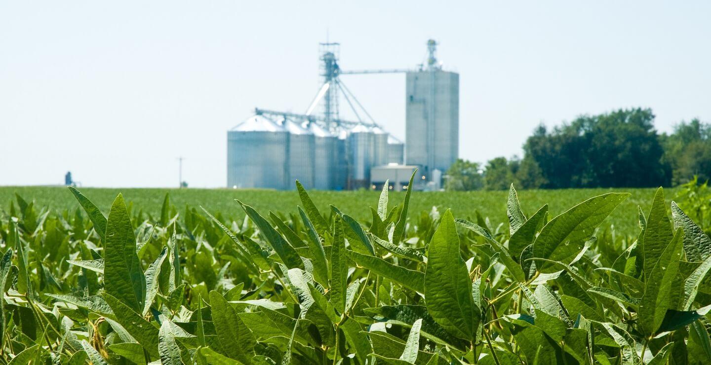 Top U.S. States in Soybean Production 2024