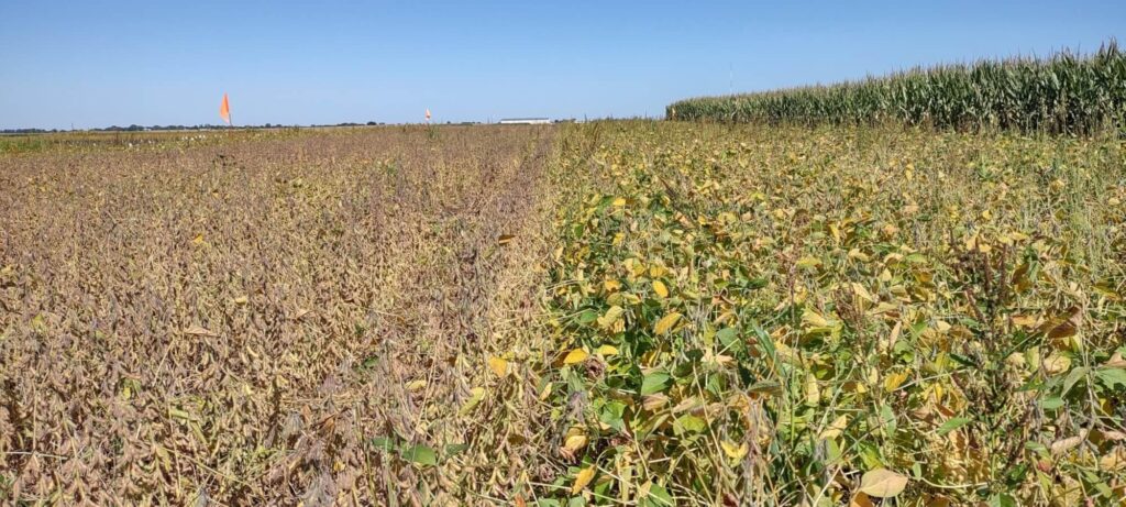 Soybean Farming: High Emissions, High Potential