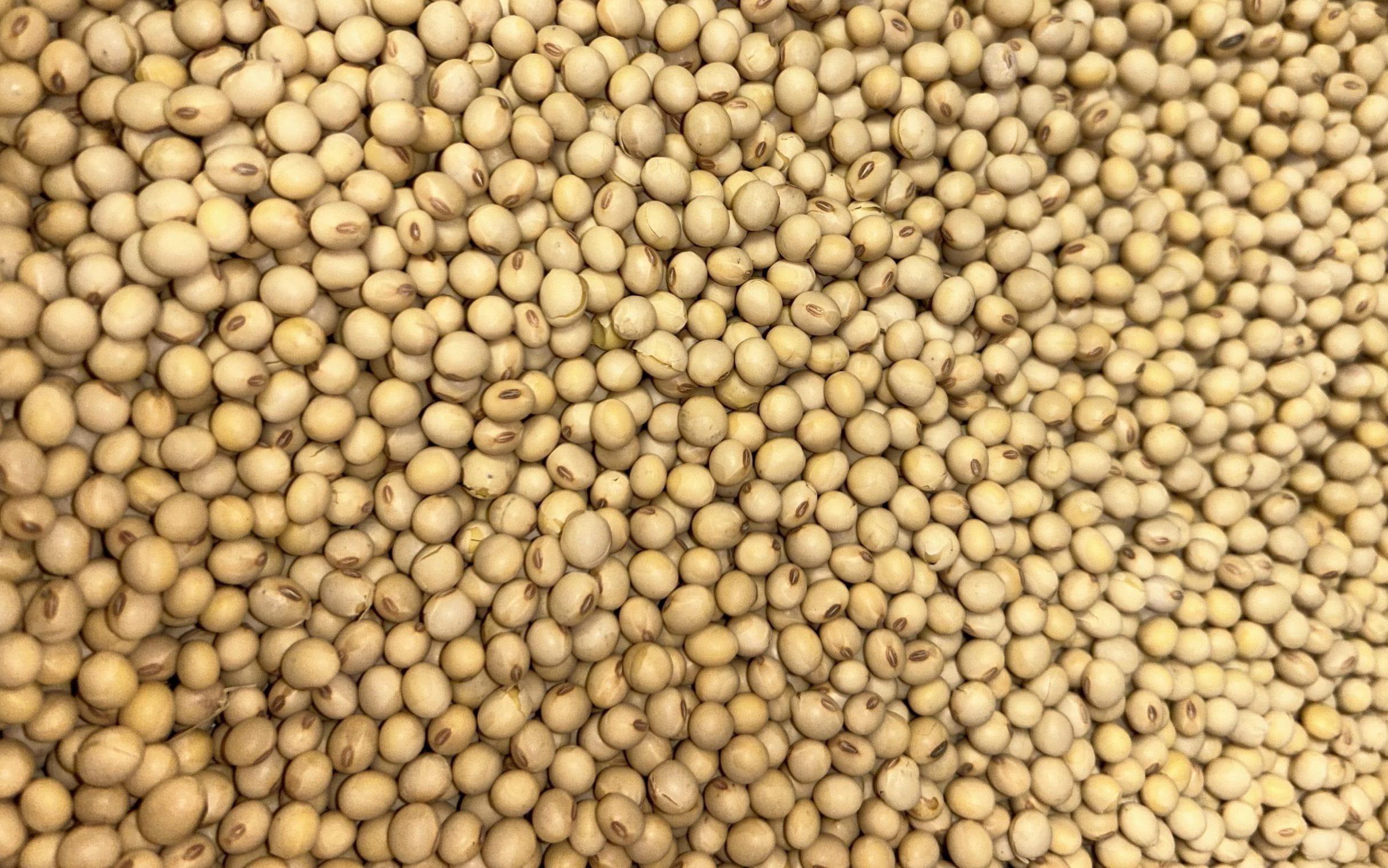 UTA Successfully Harvests Climate-Smart Soybeans