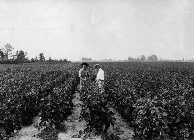 Alabama Soybean Farmers Bear the Brunt of Tariff Impacts