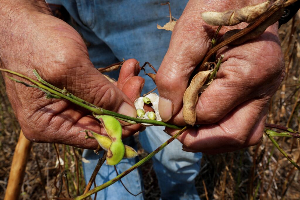 Paraguay’s Soy Industry Navigates Turbulent Trade Conflicts