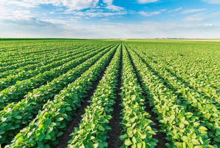 Setting Up Your Soybean Crop for the Best Possible Start