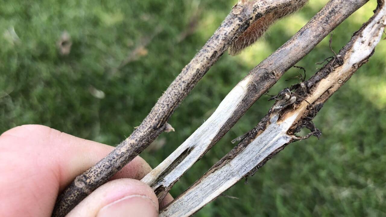 Innovative Risk Maps Enable Early Detection of Charcoal Rot in Soybean Crops