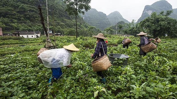 China Seeks Agricultural Self-Sufficiency Beyond U.S. Supply Chains