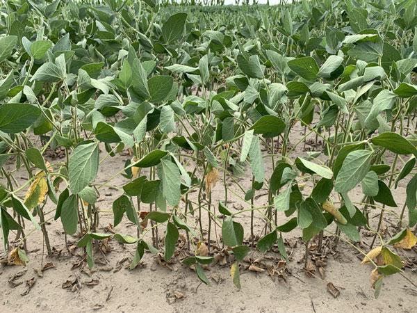 Drought, Heavy Rainfall Create Challenges for Soybean Farmers