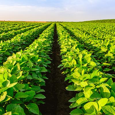 Brazil Raises Soy Crop Forecast, Exports Expected to Increase