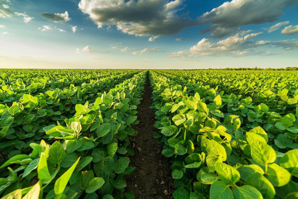 Kansas Soybean Farmers Maintain Patience During Ongoing China Trade Tensions