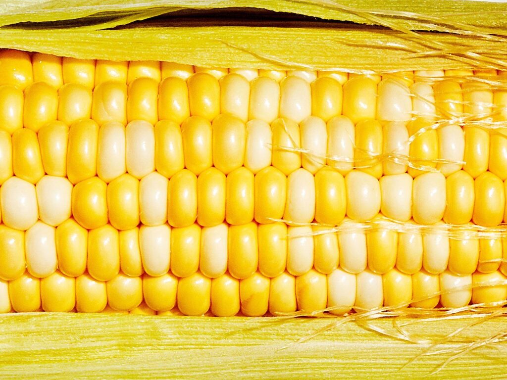 Corn and Soybean Sector Vulnerability Highlights Potential Economic Fallout from International Trade Conflicts