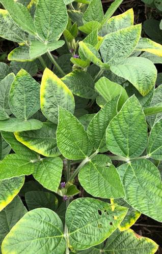 Rapid Detection of Soybean Nutrient Deficiencies Using YOLOv8s for Precision Agriculture Advancement