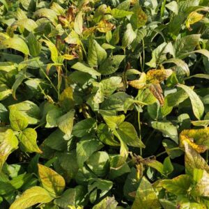 Cercospora Leaf Blight Emerges as Growing Threat to Soybean Crops