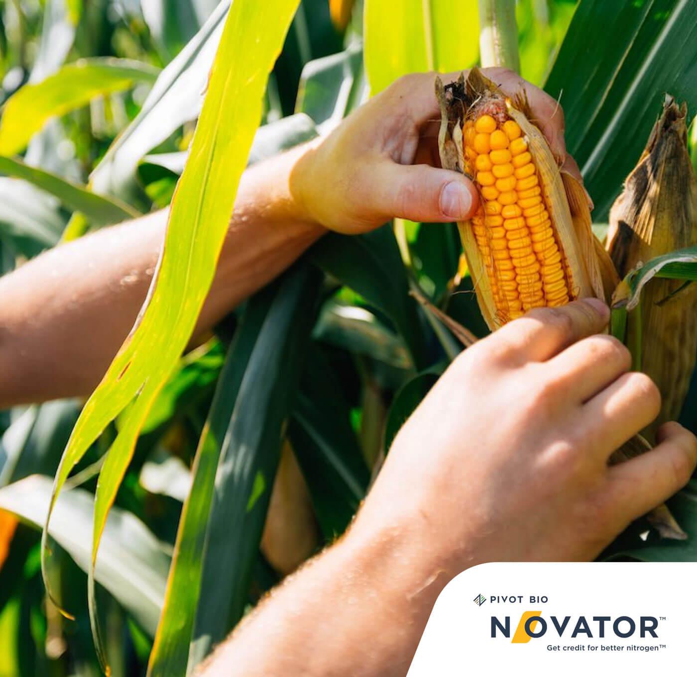 The Growing Interest in Biological Solutions for Corn and Soybean Production