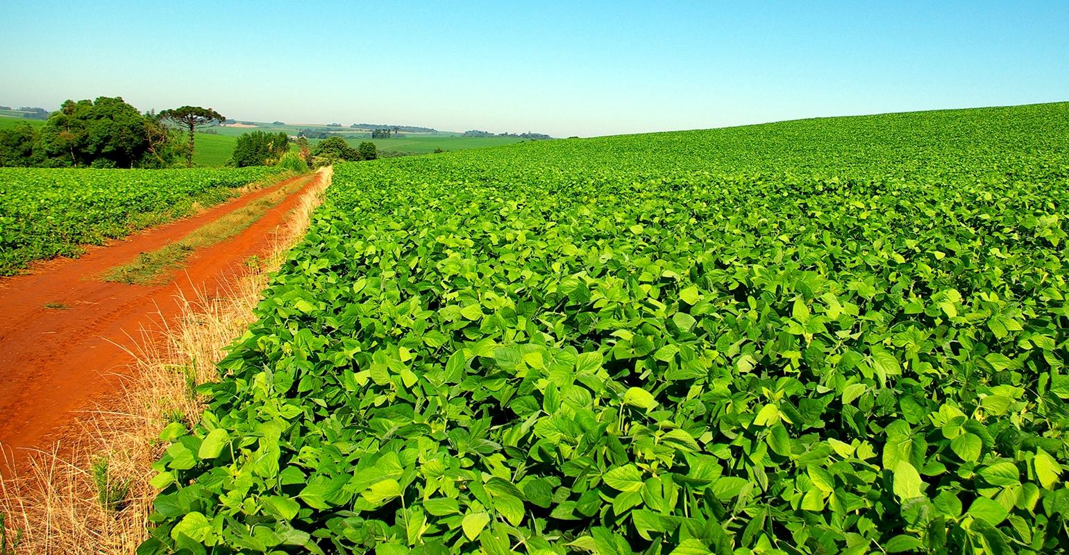 Tariff Tensions Lead to Reduction in Soybean Acreage Across Wisconsin and Nation