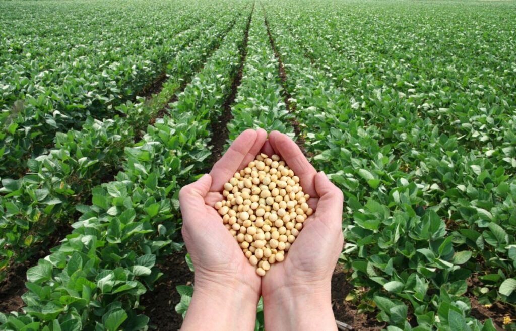 Soybean Markets Fluctuate Amid Global Trade Uncertainties