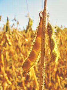 New Investments Boost Soybean Production and Promotion Efforts