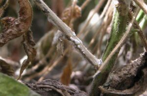 White Mold in Soybeans: Strategic Preparation Guidelines for the 2025 Growing Season
