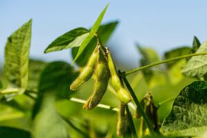 Growing Soybeans: A Comprehensive Guide to Cultivation Success