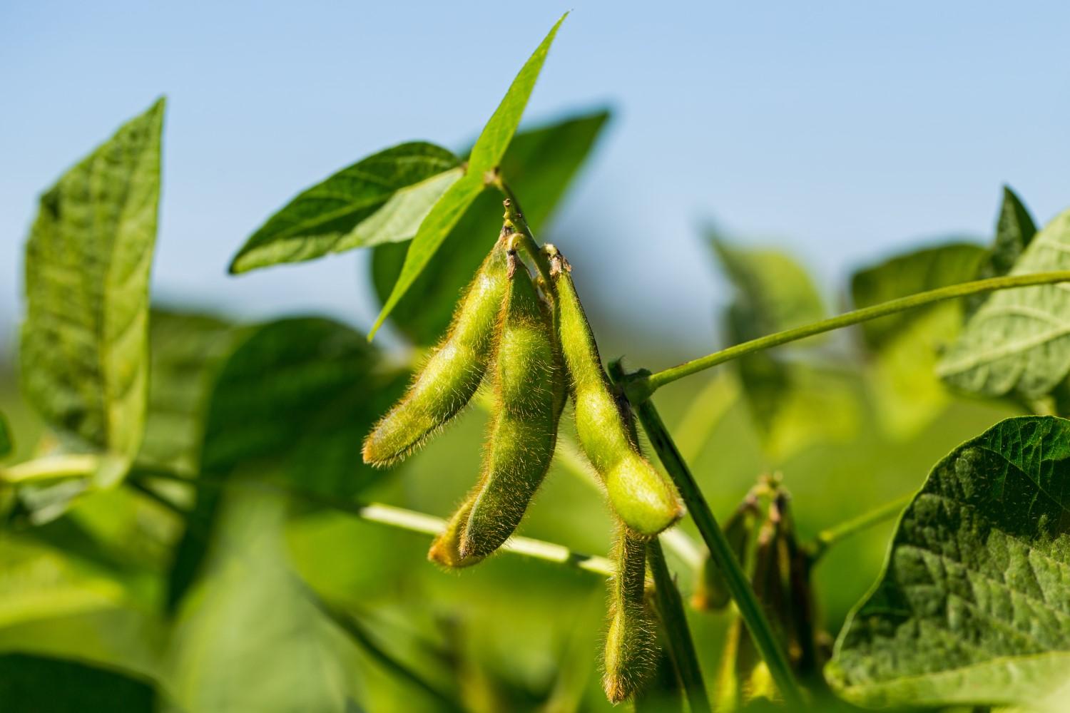 Growing Soybeans: A Comprehensive Guide to Cultivation Success