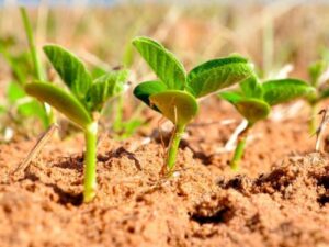 Optimal Timing for Soybean Planting: Key Factors to Consider