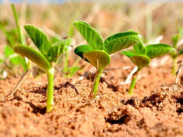 Optimal Timing for Soybean Planting: Key Factors to Consider