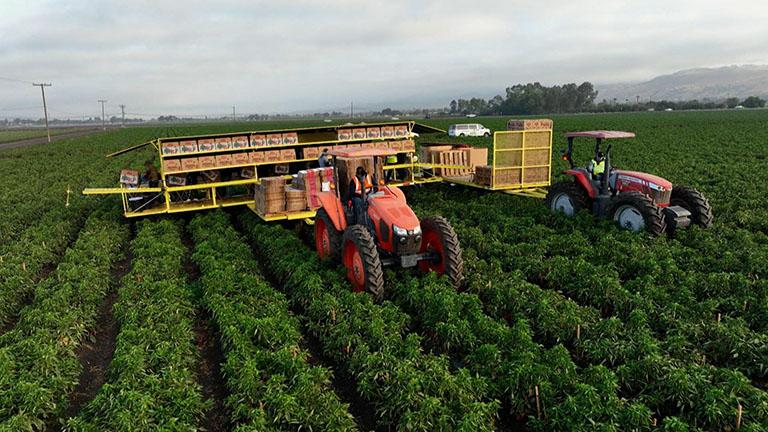 Tariff Pressures Steer Farm Crop Choices Across American Heartland