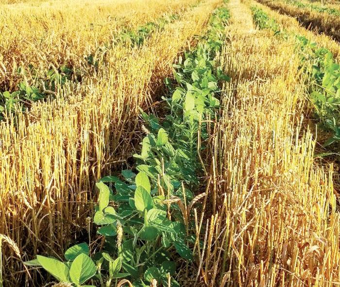 Double-crop Soybeans: Strategies for Northern Region Success