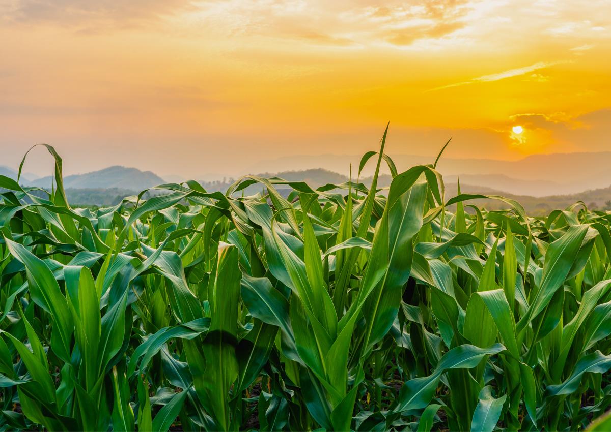 Centre to Focus on Research to Raise Farm Yield Based on Farmers’ Needs