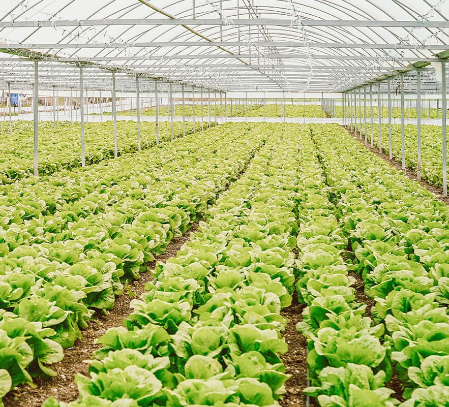 Innovative Collaboration Strengthens Soybean Production Initiatives
