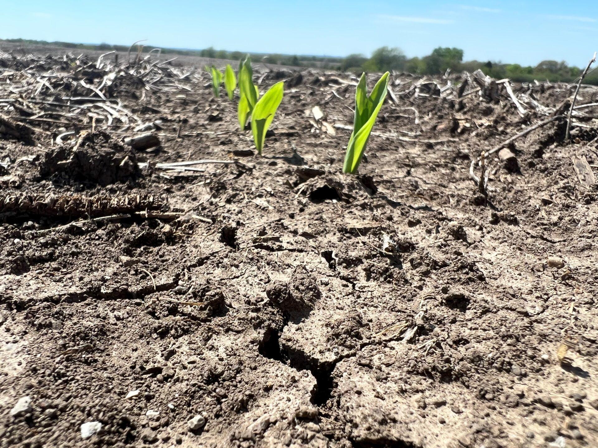 Exploring Agricultural Shifts and Commodity Classifications in South Dakota