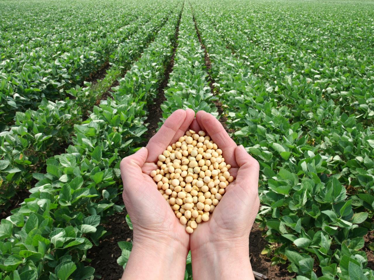 Amazon Soy Farming Pact Begins to Crumble Amid Rising Pressures