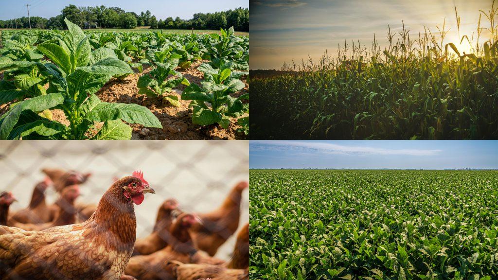 Tariffs Reshaping U.S. Farmers’ Crop Choices This Year