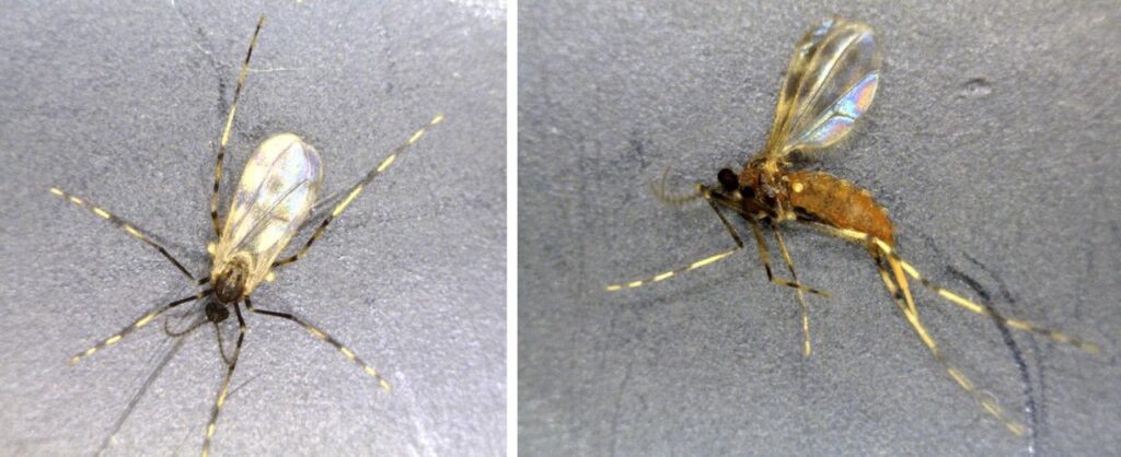 Evaluating Fields for Emerging Soybean Gall Midge