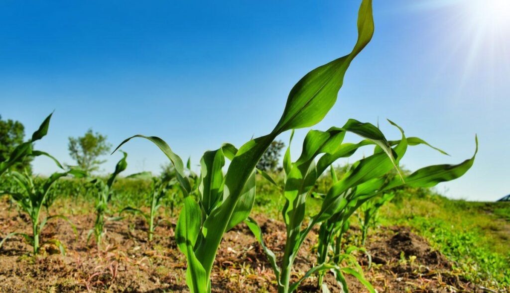Weather Takes Center Stage Following Subdued USDA Acreage Report